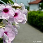 Beautyful Flower - Seasonal Beautiful Flowers of Darjeeling