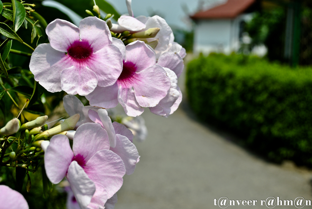 #Beautyful Flower – Seasonal Beautiful Flowers of Darjeeling