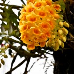 Sonalu - Seasonal Beautiful Flowers of Darjeeling