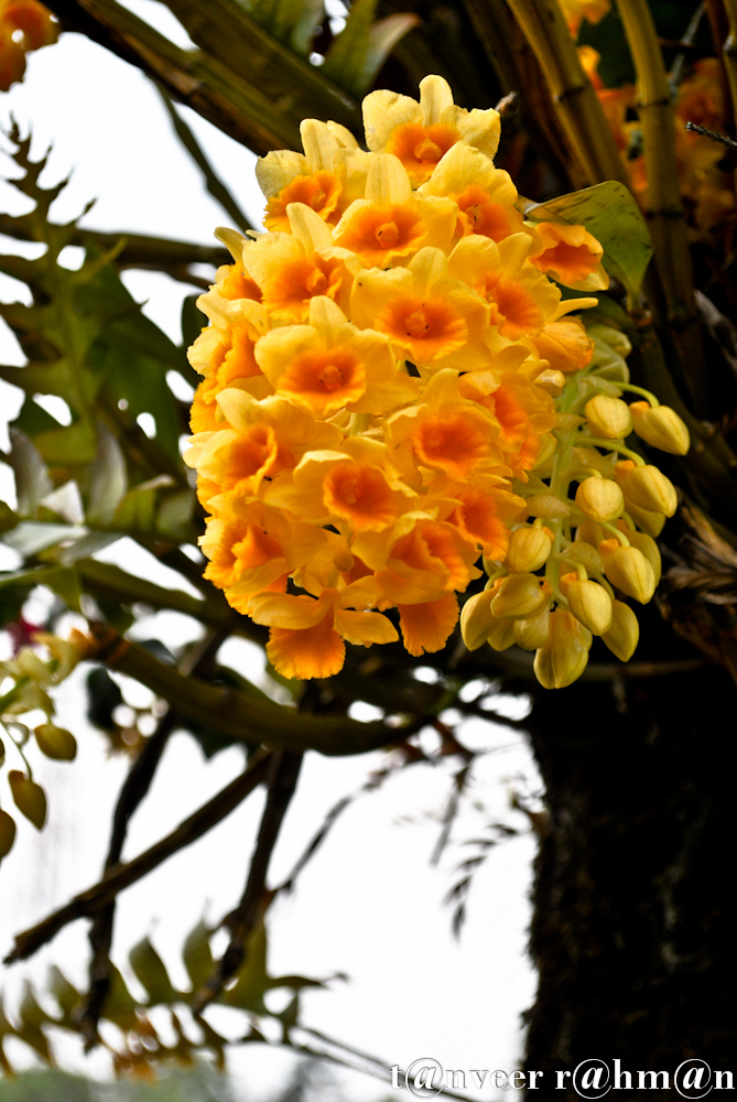 #Sonalu – Seasonal Beautiful Flowers of Darjeeling