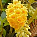 Sonalu - Seasonal Beautiful Flowers of Darjeeling