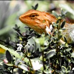 Chameleon lizard sitting on white azalea bush - Seasonal Beautiful Flowers of Darjeeling