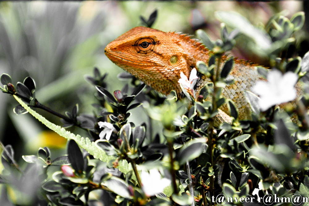 #Chameleon lizard sitting on white azalea bush – Seasonal Beautiful Flowers of Darjeeling