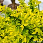 Eponymous - Seasonal Beautiful Flowers of Darjeeling