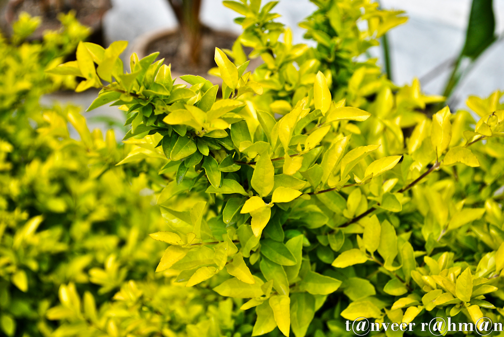 #Eponymous – Seasonal Beautiful Flowers of Darjeeling