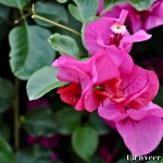 Bouganvillea - Seasonal Beautiful Flowers of Darjeeling