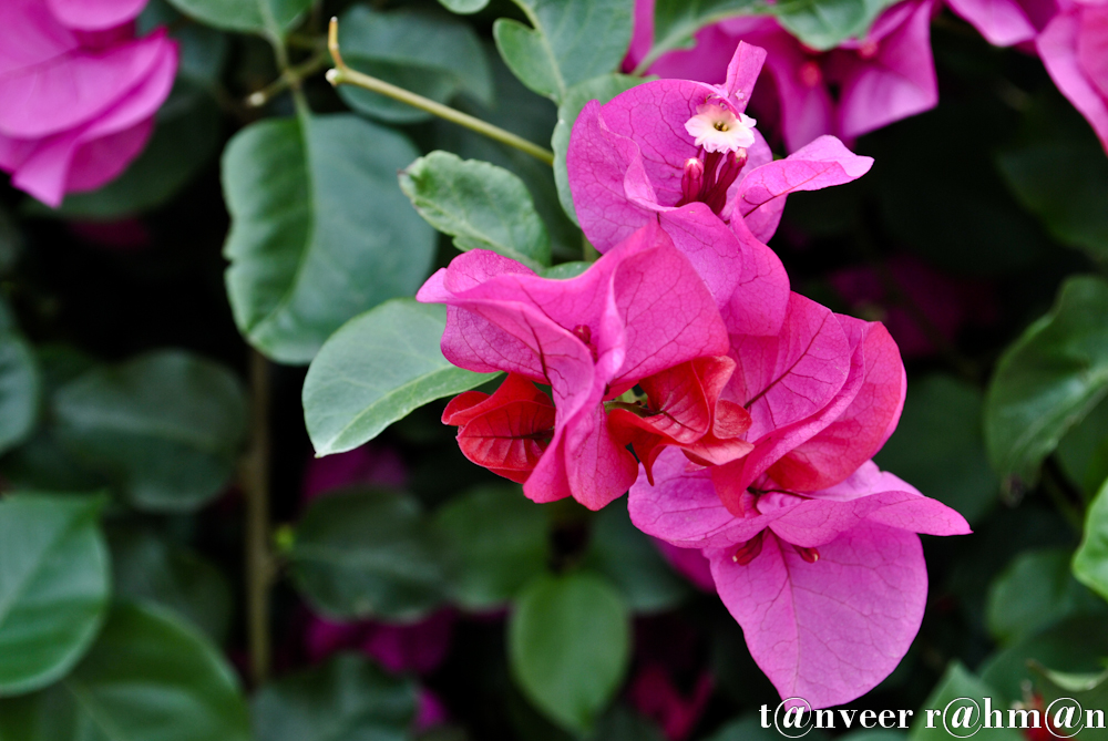 #Bouganvillea – Seasonal Beautiful Flowers of Darjeeling