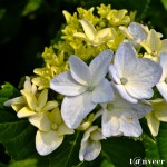 Hydrangeas - Seasonal Beautiful Flowers of Darjeeling