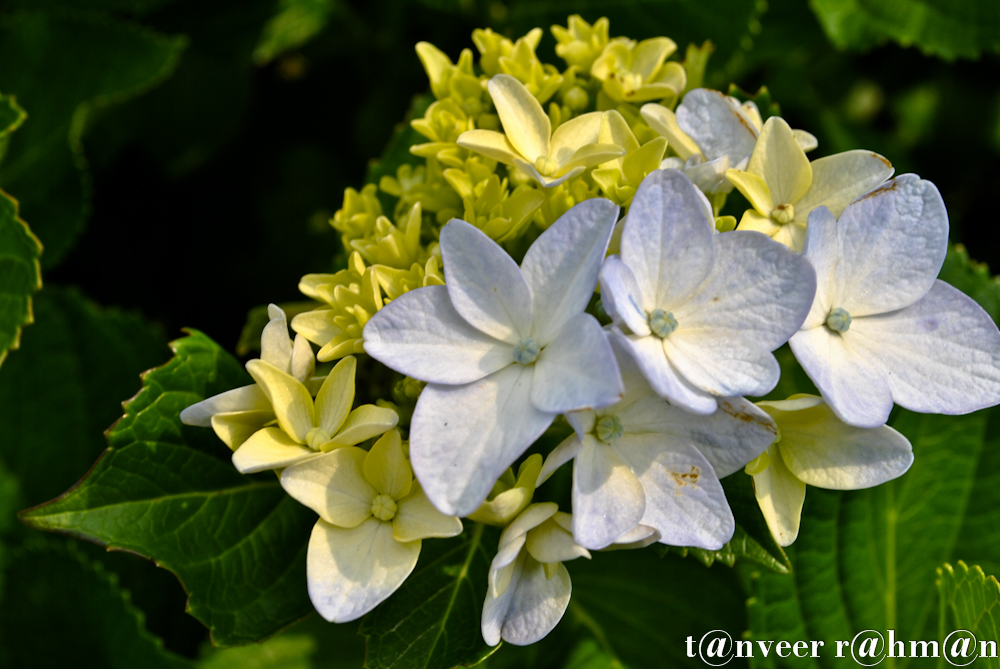 #Hydrangeas – Seasonal Beautiful Flowers of Darjeeling