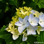Hydrangeas - Seasonal Beautiful Flowers of Darjeeling