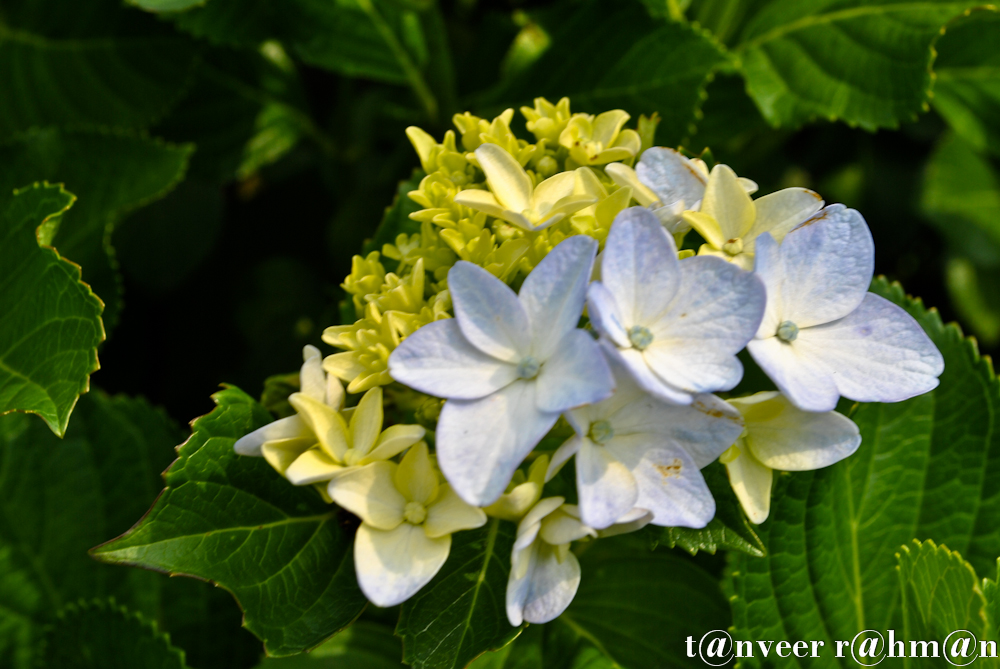 #Hydrangeas – Seasonal Beautiful Flowers of Darjeeling