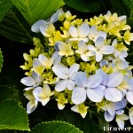 Hydrangeas - Seasonal Beautiful Flowers of Darjeeling