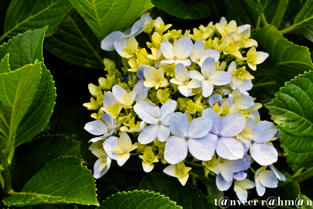 #Hydrangeas – Seasonal Beautiful Flowers of Darjeeling