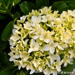 Hydrangeas - Seasonal Beautiful Flowers of Darjeeling