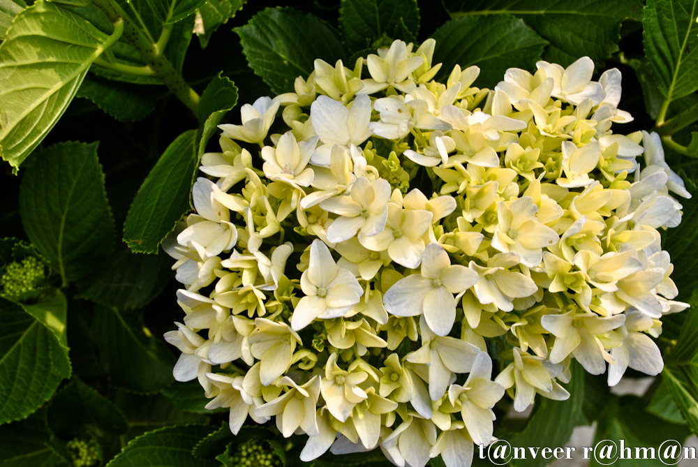 #Hydrangeas – Seasonal Beautiful Flowers of Darjeeling