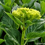 Hydrangeas - Seasonal Beautiful Flowers of Darjeeling