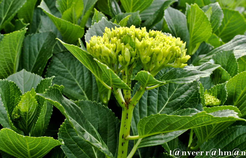 #Hydrangeas – Seasonal Beautiful Flowers of Darjeeling