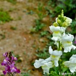 Dragon flowers - Seasonal Beautiful Flowers of Darjeeling