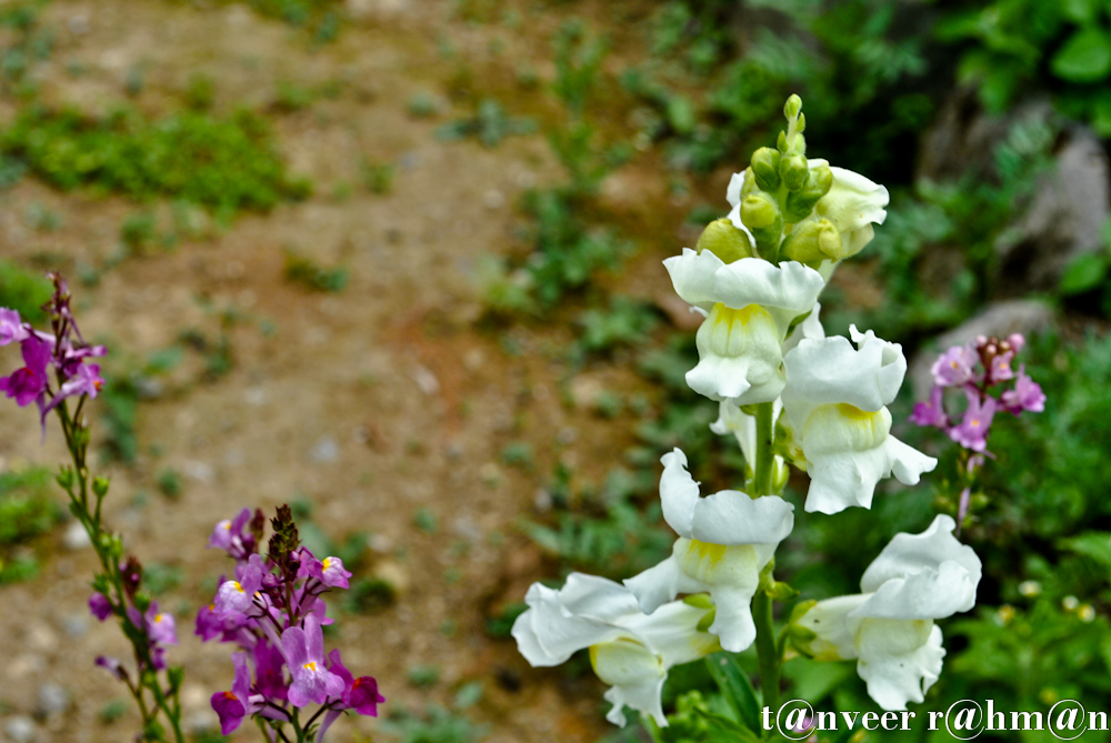 #Dragon flowers – Seasonal Beautiful Flowers of Darjeeling