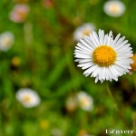 Daisy - Seasonal Beautiful Flowers of Darjeeling