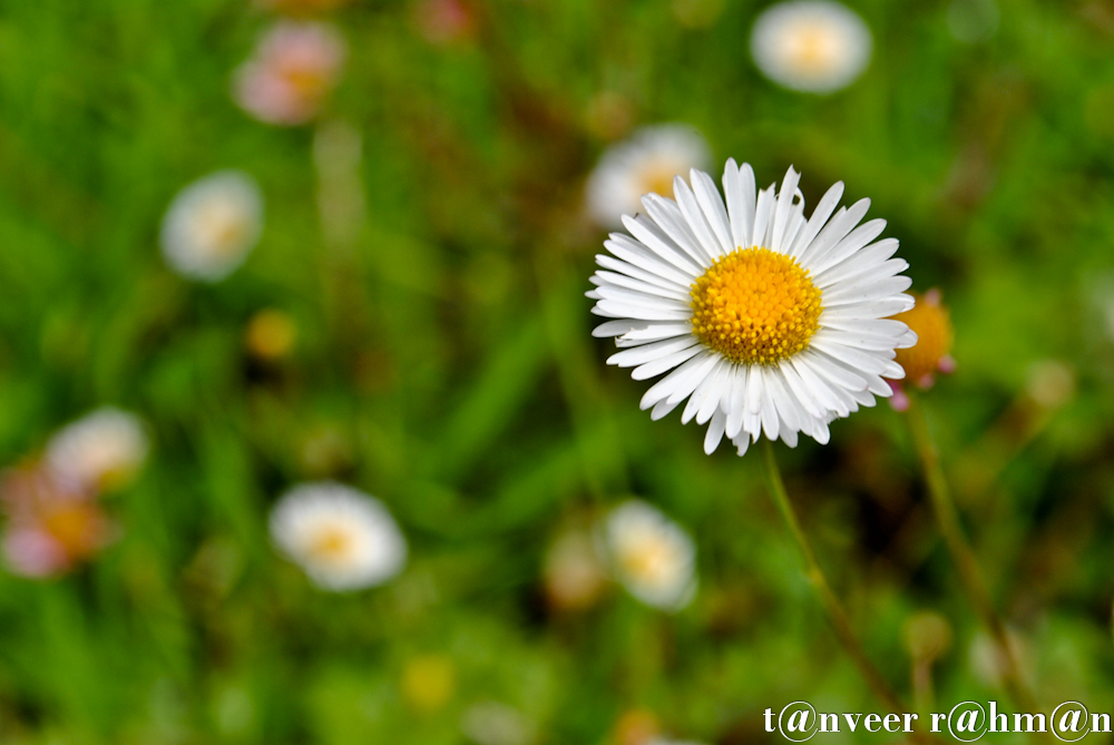 #Daisy – Seasonal Beautiful Flowers of Darjeeling