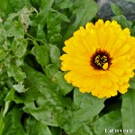 Gerber daisy - Seasonal Beautiful Flowers of Darjeeling