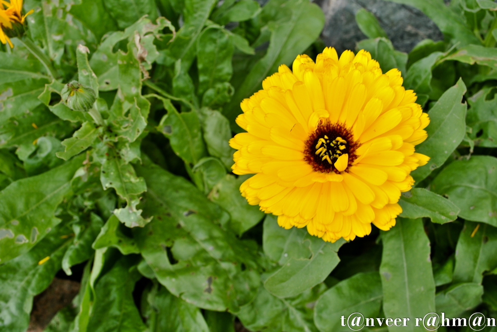 #Gerber daisy – Seasonal Beautiful Flowers of Darjeeling