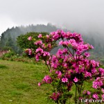 Crimson azaleas - Seasonal Beautiful Flowers of Darjeeling