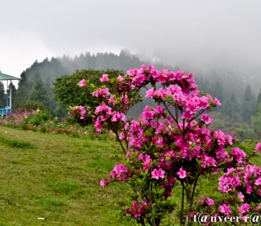 Crimson azaleas - Seasonal Beautiful Flowers of Darjeeling