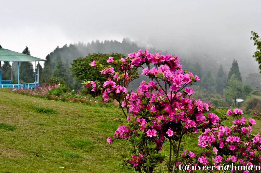 #Crimson azaleas – Seasonal Beautiful Flowers of Darjeeling