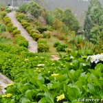 Hydrangeas - Seasonal Beautiful Flowers of Darjeeling