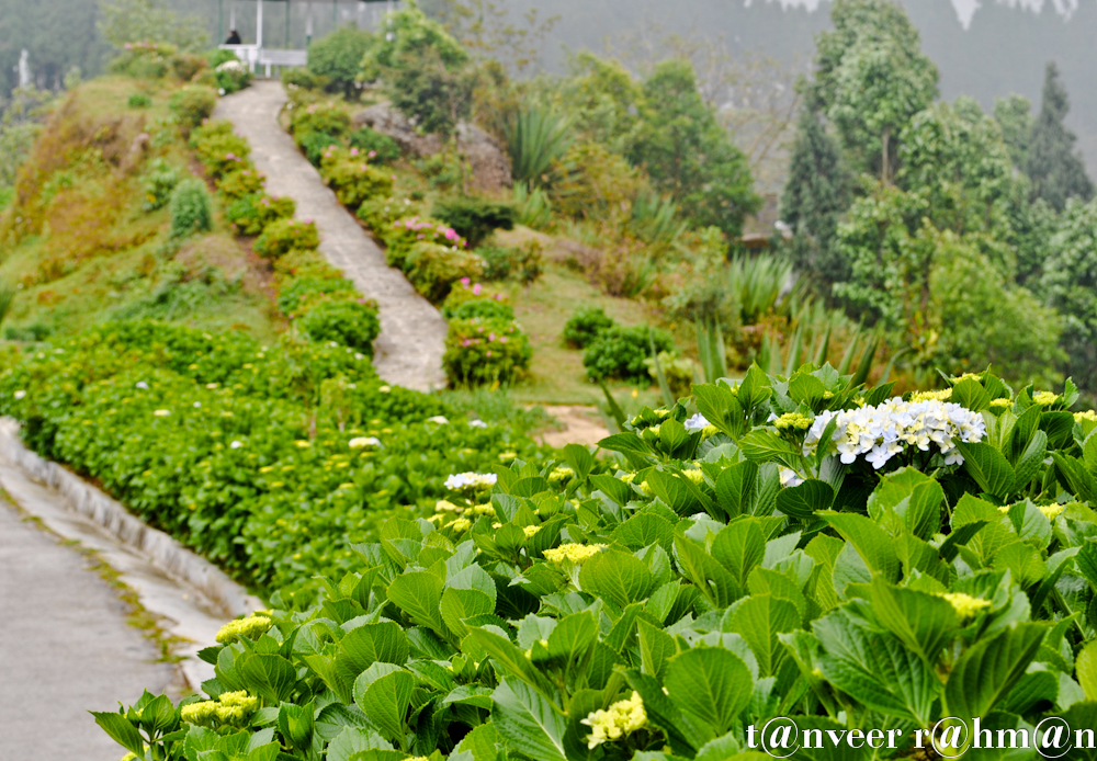 #Hydrangeas – Seasonal Beautiful Flowers of Darjeeling