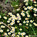 Daisies - Seasonal Beautiful Flowers of Darjeeling