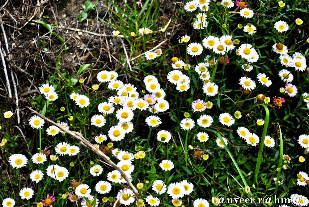 #Daisies – Seasonal Beautiful Flowers of Darjeeling