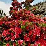 Red Azaleas - Seasonal Beautiful Flowers of Darjeeling