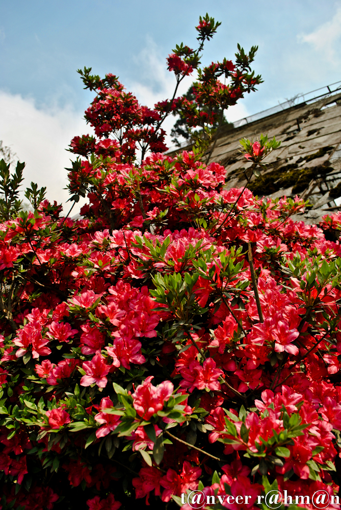 #Red Azaleas – Seasonal Beautiful Flowers of Darjeeling