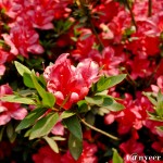 Red Azaleas - Seasonal Beautiful Flowers of Darjeeling