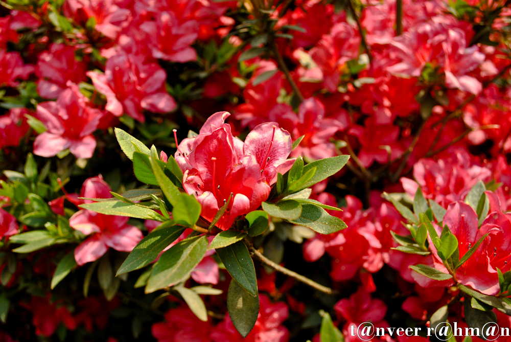 #Red Azaleas – Seasonal Beautiful Flowers of Darjeeling