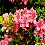 Pink Azaleas - Seasonal Beautiful Flowers of Darjeeling