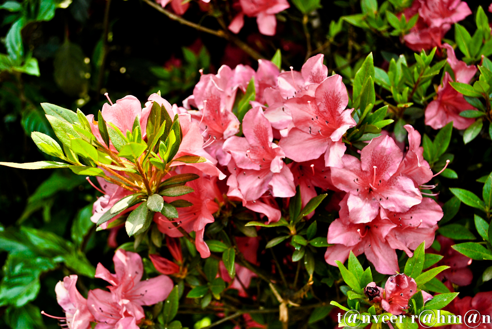 #Pink Azaleas – Seasonal Beautiful Flowers of Darjeeling