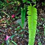 Ferns growing in the shade of azalea bush - Seasonal Beautiful Flowers of Darjeeling