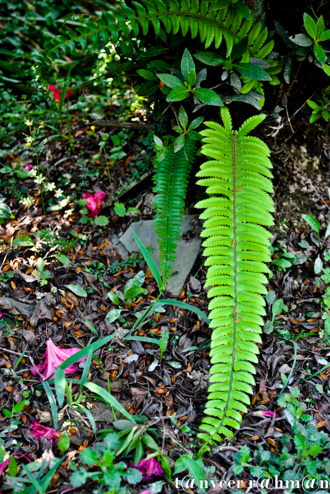 #Ferns growing in the shade of azalea bush – Seasonal Beautiful Flowers of Darjeeling