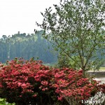 Red Azaleas - Seasonal Beautiful Flowers of Darjeeling