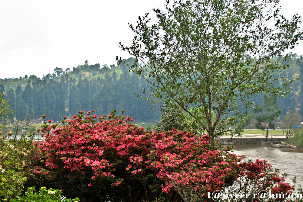 #Red Azaleas – Seasonal Beautiful Flowers of Darjeeling