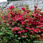 Crimson azaleas - Seasonal Beautiful Flowers of Darjeeling