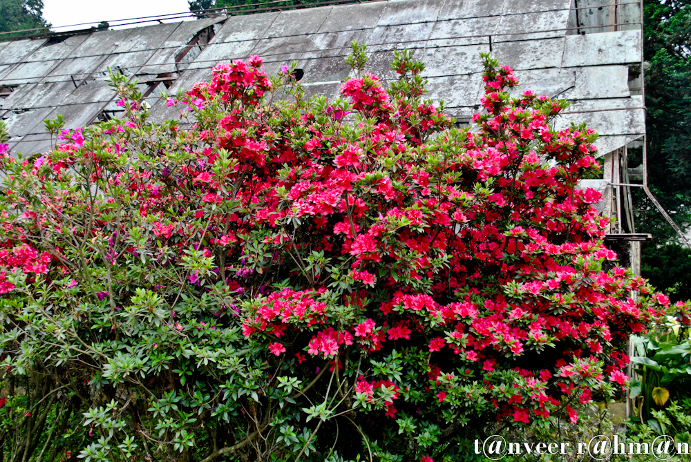 #Crimson azaleas – Seasonal Beautiful Flowers of Darjeeling