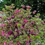 Crimson azaleas - Seasonal Beautiful Flowers of Darjeeling