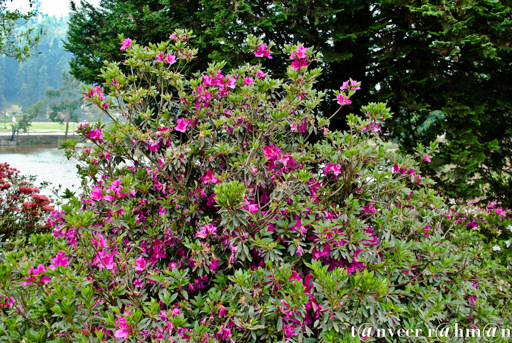 #Crimson azaleas – Seasonal Beautiful Flowers of Darjeeling