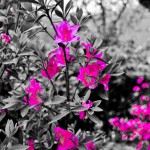 Crimson azaleas - Seasonal Beautiful Flowers of Darjeeling