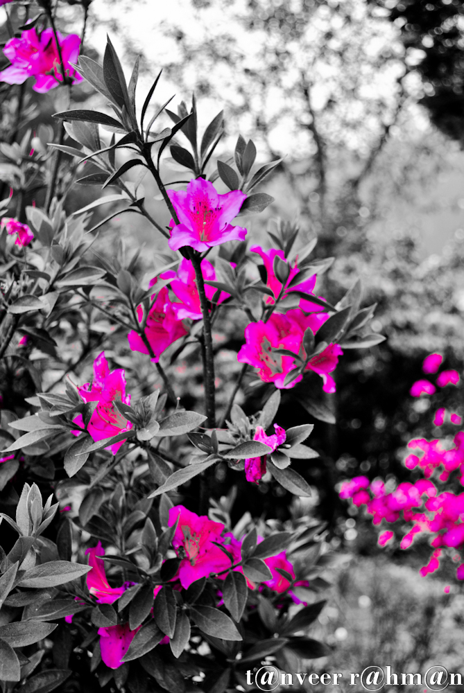 #Crimson azaleas – Seasonal Beautiful Flowers of Darjeeling